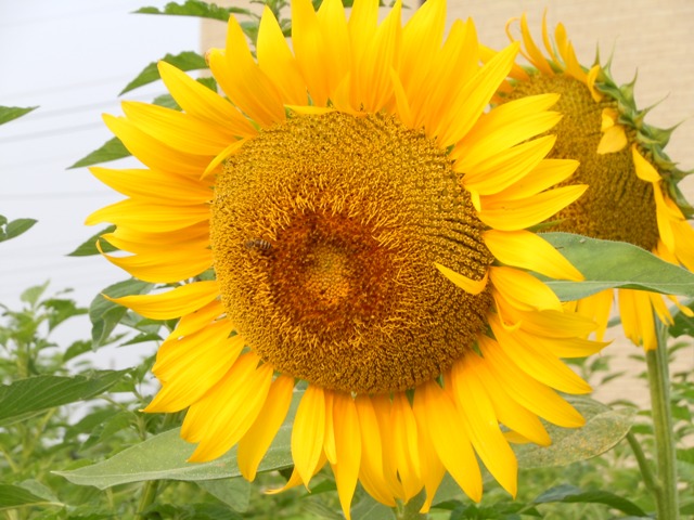 a0045688_23164920.jpg
