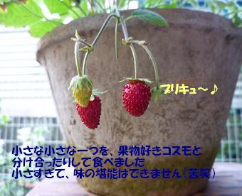 a0154801_1604579.jpg