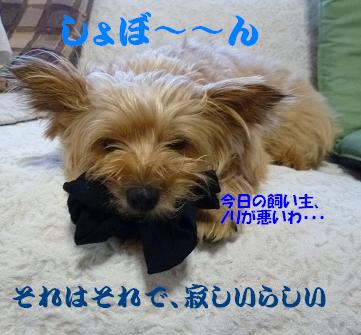 a0154801_1621439.jpg