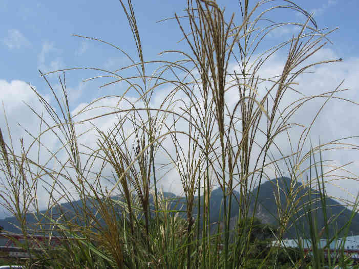 d0154609_15333874.jpg