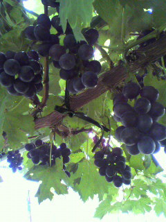 f0036223_12293716.jpg
