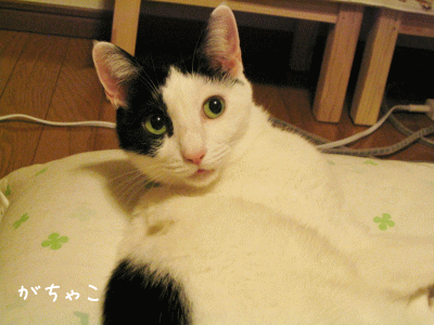 a0166338_21101411.gif