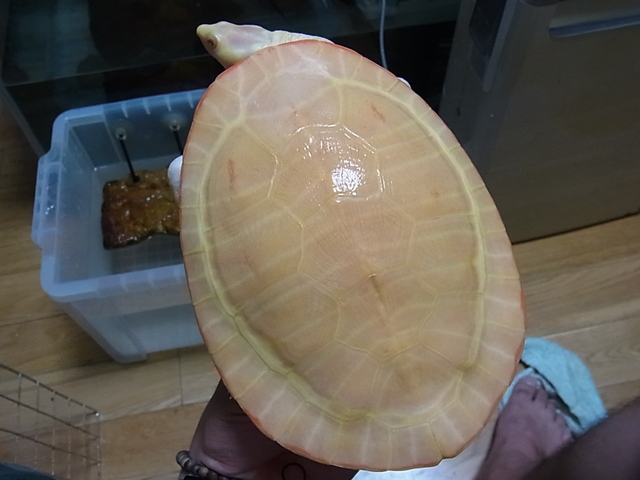 e0119439_23475472.jpg