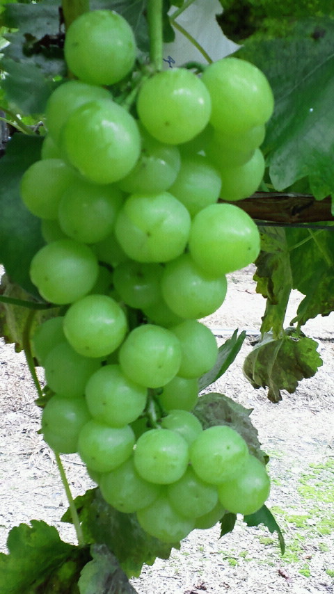 b0100473_10343679.jpg