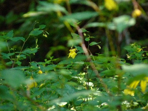 d0084473_20181820.jpg