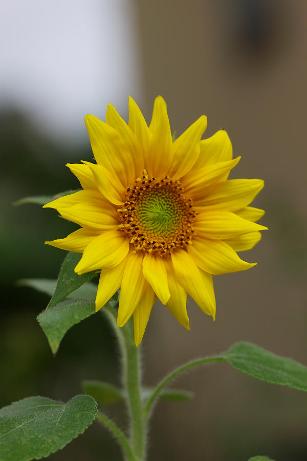 b0083779_1174585.jpg