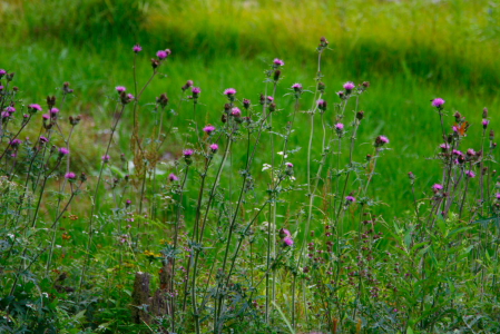 d0133693_9312355.jpg