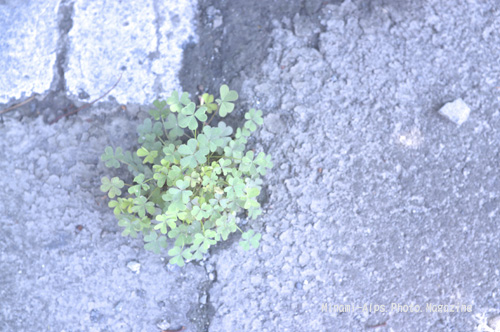 f0081726_20112258.jpg