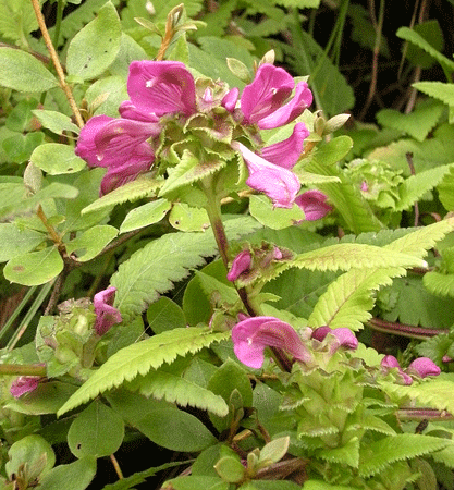 a0001354_11302055.gif