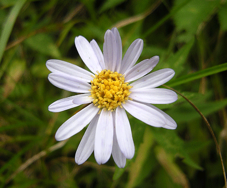 a0001354_113027.gif