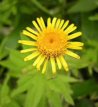 a0001354_12105088.gif