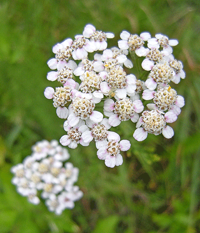 a0001354_1238820.gif