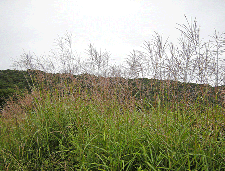 a0001354_1254213.gif