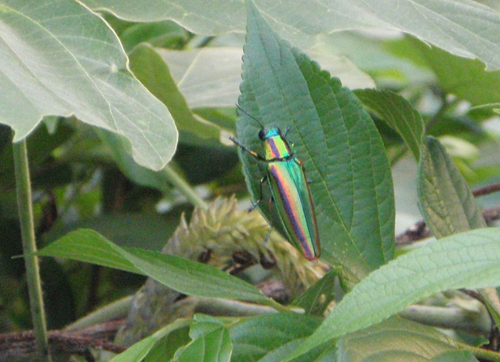 c0146788_13531491.jpg