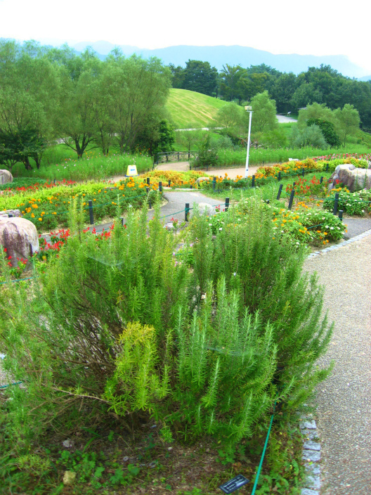 c0204298_13965.jpg