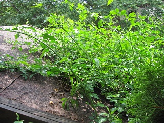 c0152002_10461231.jpg
