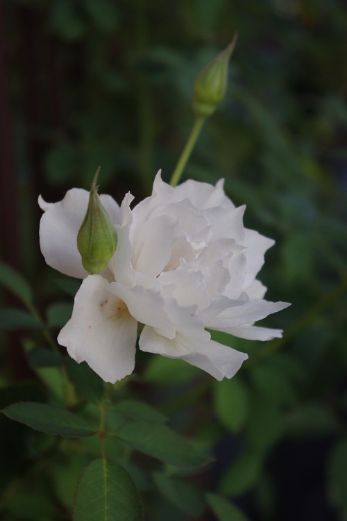 c0147909_7352679.jpg
