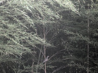 c0190010_20593538.jpg