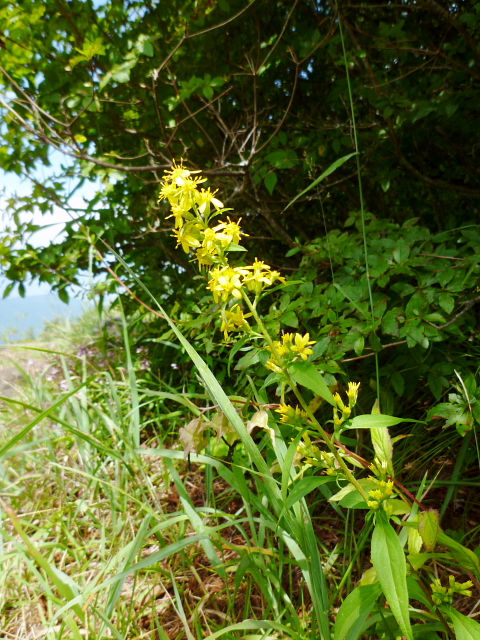 d0170615_20413951.jpg