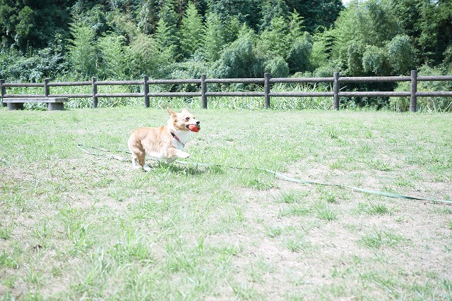 c0127617_16384062.jpg
