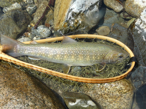 e0147226_0164992.jpg