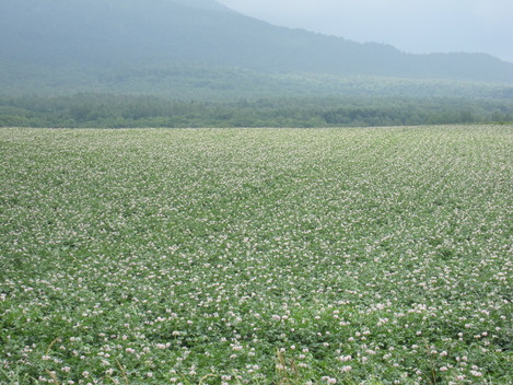 a0155430_1573140.jpg