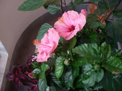 a0193457_209628.gif