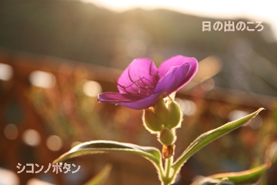 d0054461_18443831.jpg