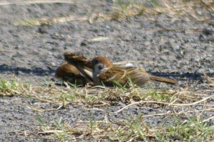 e0197884_21324635.jpg