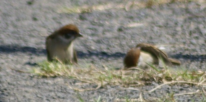 e0197884_2133389.jpg