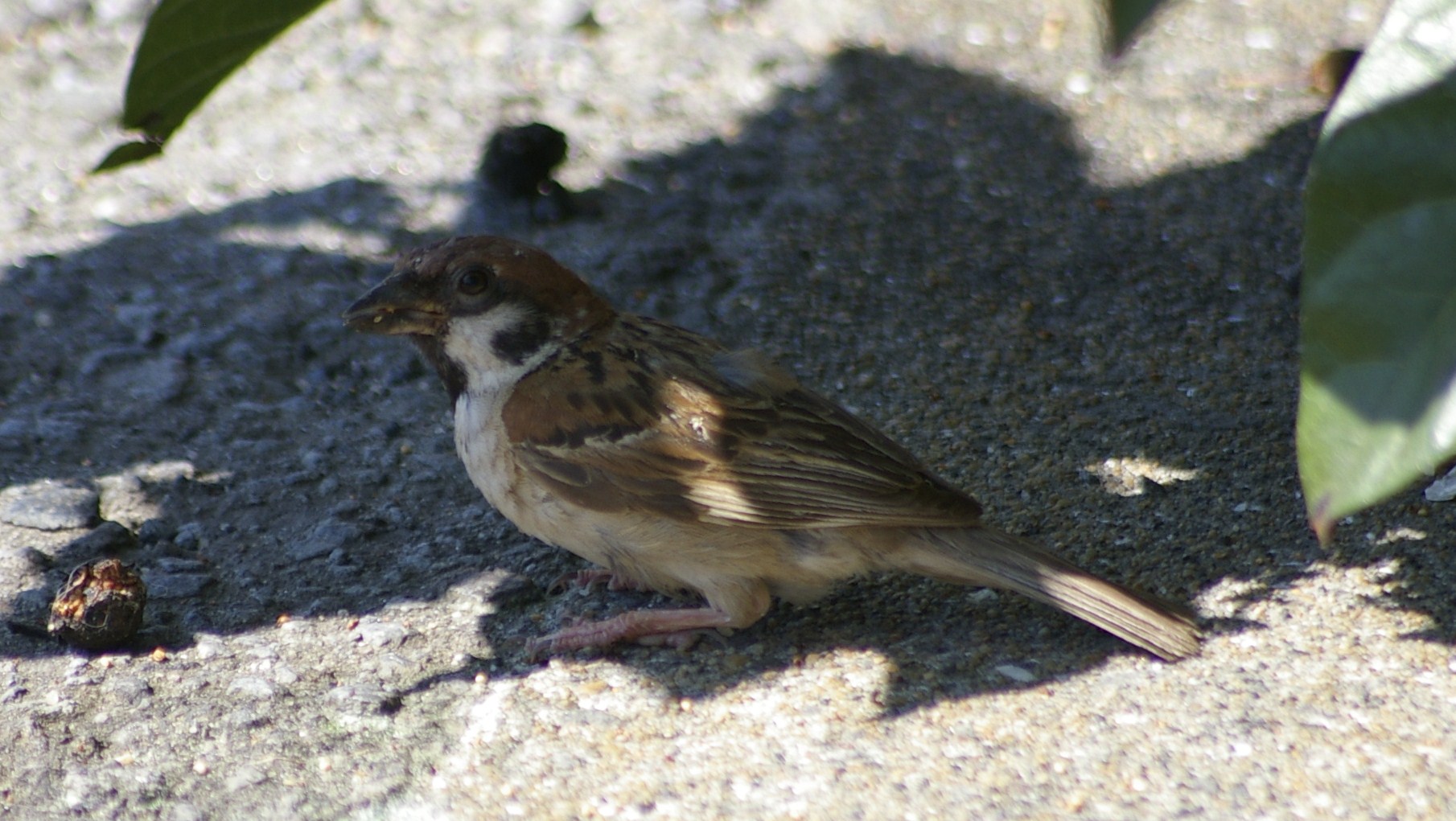 e0197884_21335073.jpg