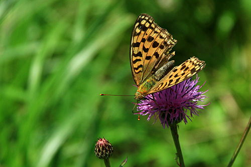 b0014607_9225685.jpg