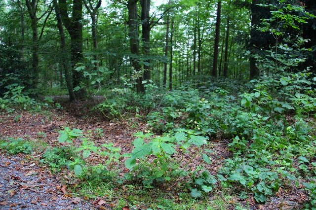 c0153740_3334324.jpg