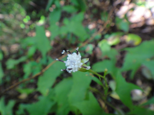 c0179351_18421446.jpg