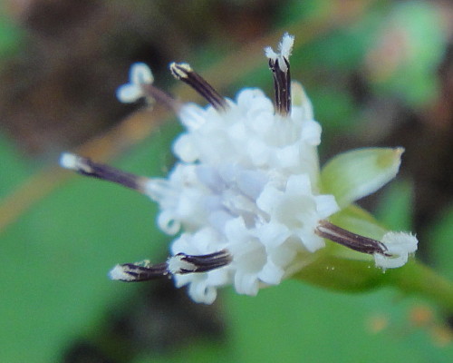 c0179351_18431312.jpg