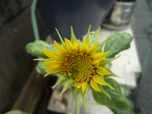 b0167759_11384020.jpg