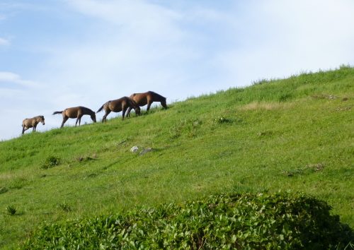 d0179983_1623861.jpg