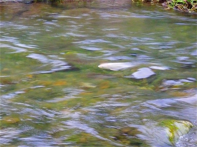 e0202393_863473.jpg