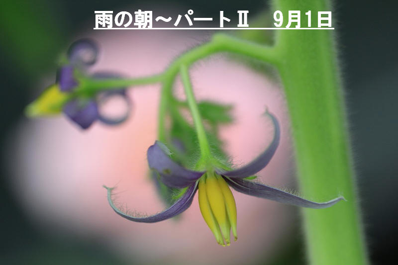 a0188405_12171237.jpg