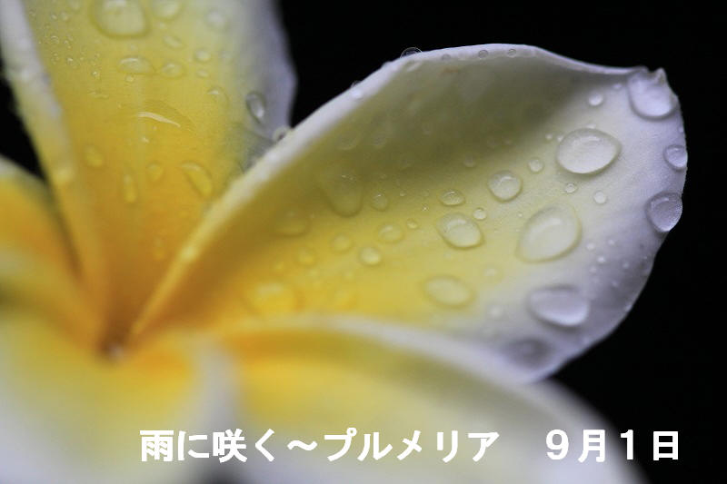 a0188405_8541915.jpg