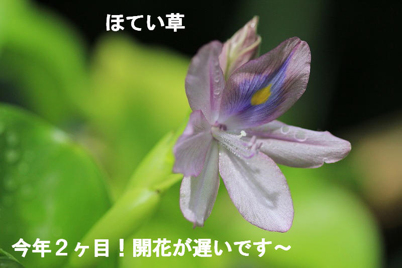 a0188405_8581790.jpg