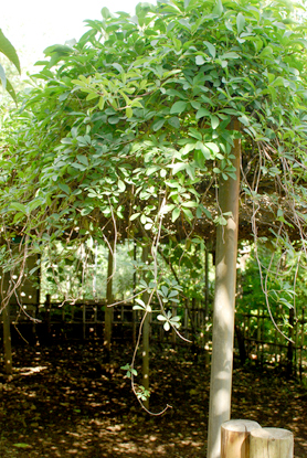 d0113613_13325563.jpg