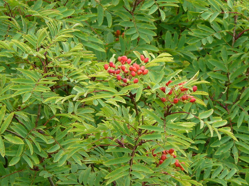c0009528_2253325.jpg