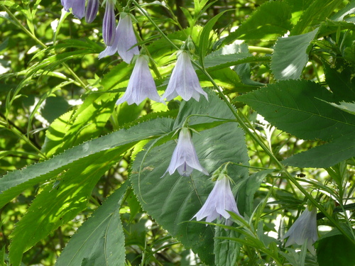 c0009528_23172417.jpg