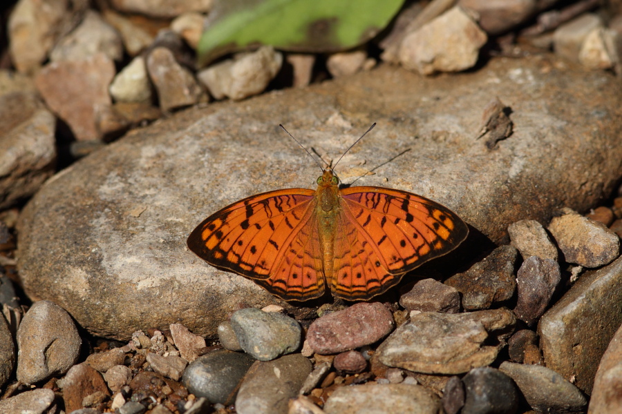 a0094850_956173.jpg