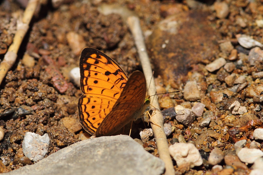 a0094850_956327.jpg