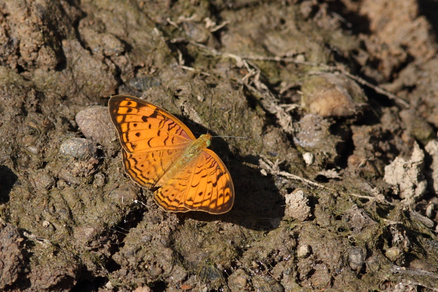 a0094850_9565299.jpg