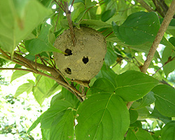 d0050155_8232957.jpg