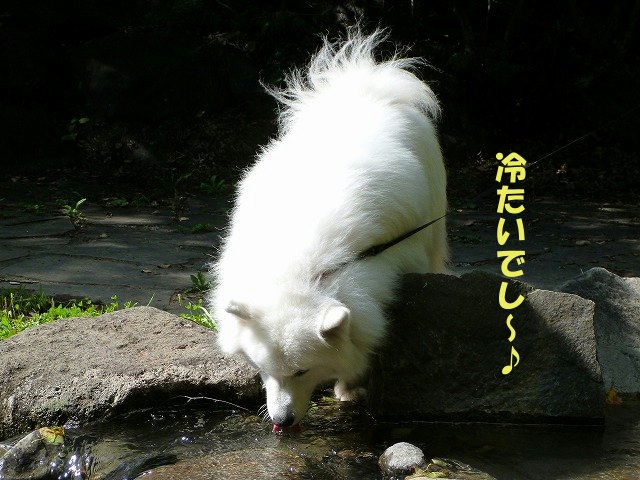 e0176159_1337678.jpg