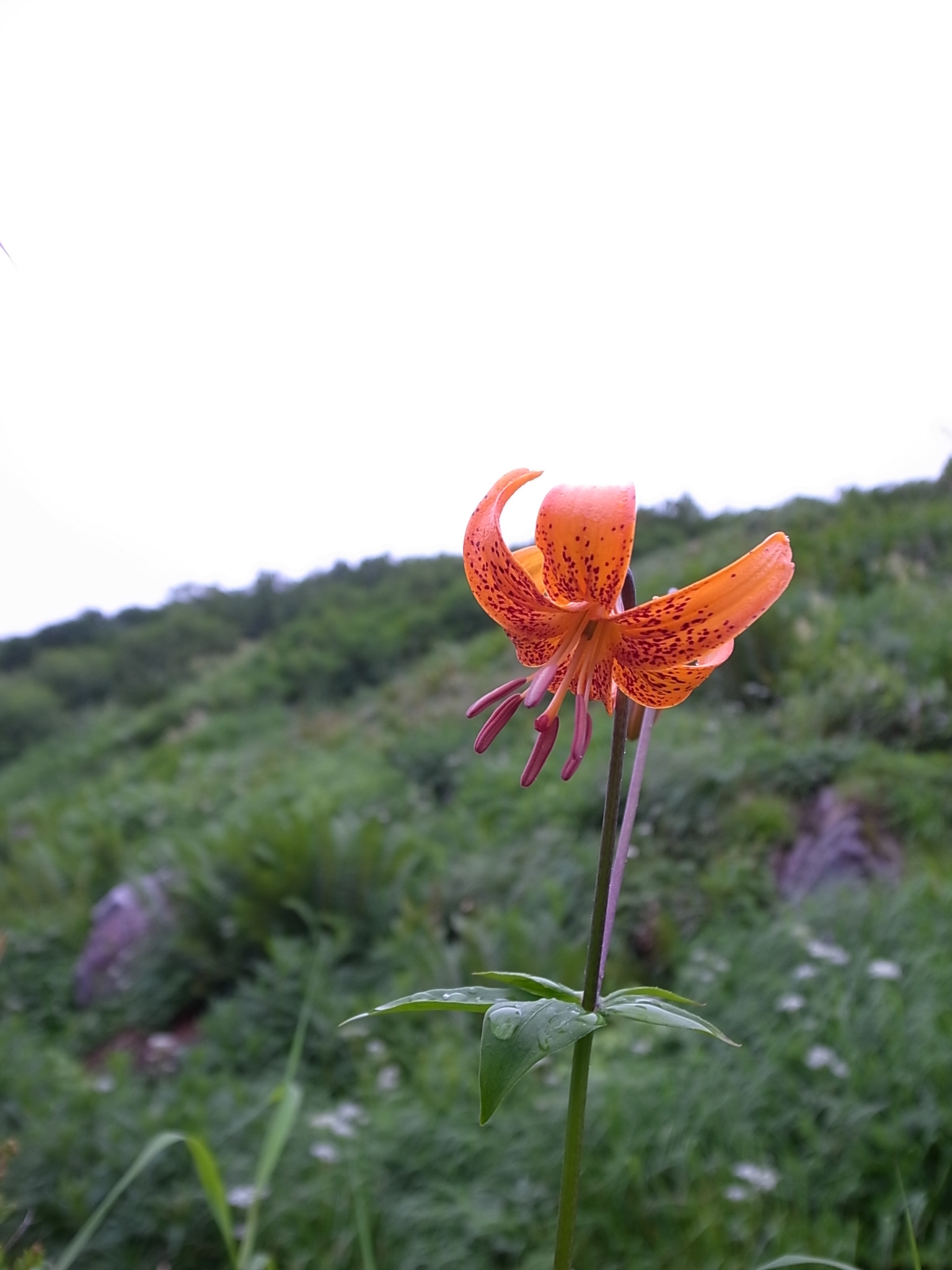 a0094280_1893556.jpg
